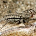 brown wind scorpion with black stripe on a wooden log