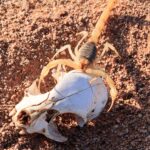 yellow and brown giant desert hairy scorpion climbing on a white animal skull