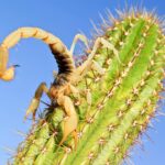 yellow giant desert hairy scorpion perched on a green cactus