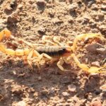 yellow and brown giant desert hairy scorpion standing on brown and tan sand