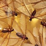cluster of yellow and brown-colored subterranean termites with wings expanded