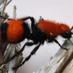 Velvet Ant Wasp on stick