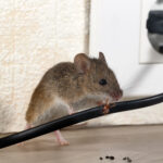 brown mouse on electrical wire