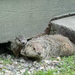 brown woodchuck with baby woodchuck leaning against concrete wall
