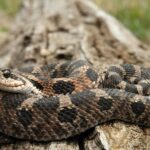 brown hognose snake on brown log
