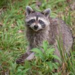 gray raccoon in green forest