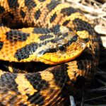 yellowish tan and black hognose snake