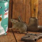 gray house mouse in garage