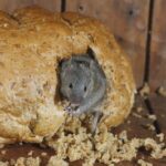 gray house mouse in tan bread loaf