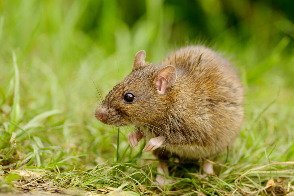 brown rodent in green field