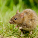 brown rodent in green field