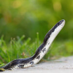 black snake with white underbelly on green grass