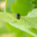 dark brown sowbug on a bright green leaf