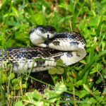 black snake in green grassy field