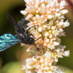 Spider Wasp on flower