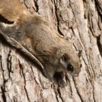 brown flying squirrel on brown tree trunk