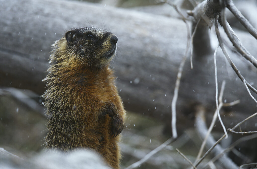 marmot in habitat with logs in background