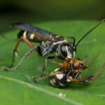 Spider Wasp attacking another wasp