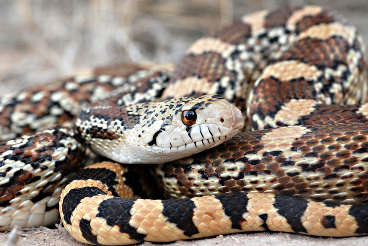 Gopher Snakes | Catseye Pest Control