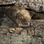 brown-bat-resting-in-stone-gray-wall