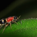 Velvet Ant Wasp on leaf