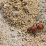 Velvet Ant Wasp in sand