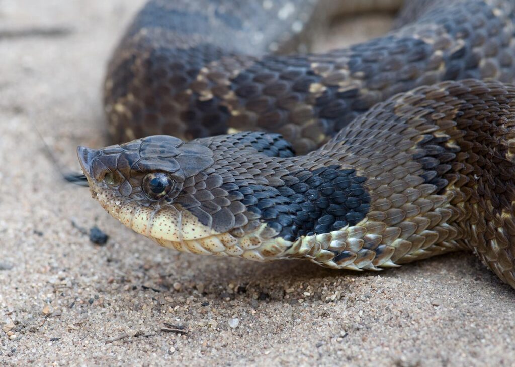 black hognose snake on brown ground