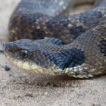 black hognose snake on brown ground