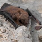 closeup of little brown bat on gray, rocky terrain
