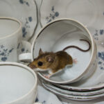 brown mouse on white china dishes and cups