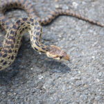 brown snake on gray pavement