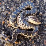 brown hognose snake on dark brown gravel