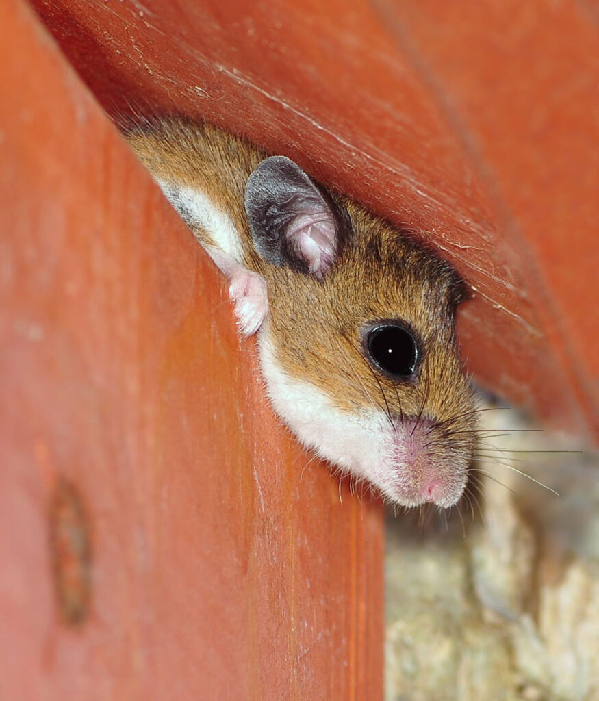 brown deer mouse peeping out of red bird house