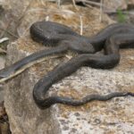 two black snakes on gray rock