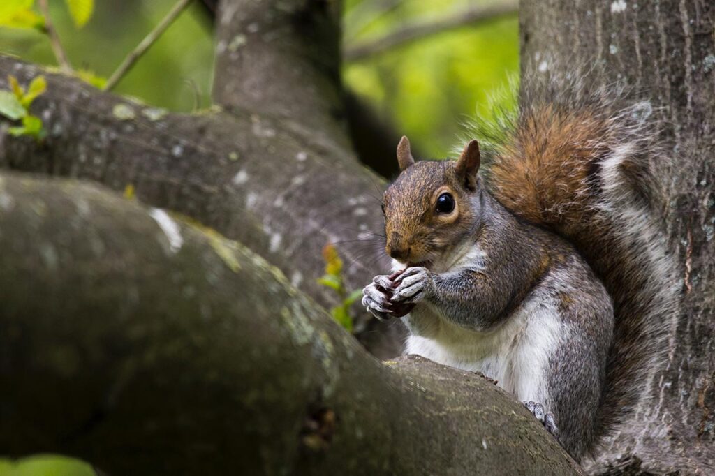gray squirrel with nut on brown tree