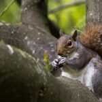 gray squirrel with nut on brown tree