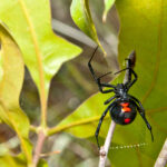 black widow spider with a red hourglass mark on light green leaves