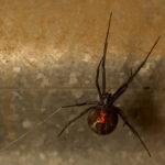 black widow spider on a rusty heating duct