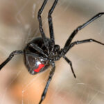 black widow spider with red hourglass marking on a spider web