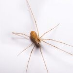 light brownish-yellow colored daddy long legs on a white background