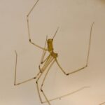 yellow-brown colored daddy long legs hanging from its web