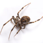 dark brown American house spider with light brown stripes on its legs