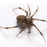 brown American house spider with light brown stripes on its legs on a white background