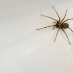 brown American house spider in a white sink next to the drain
