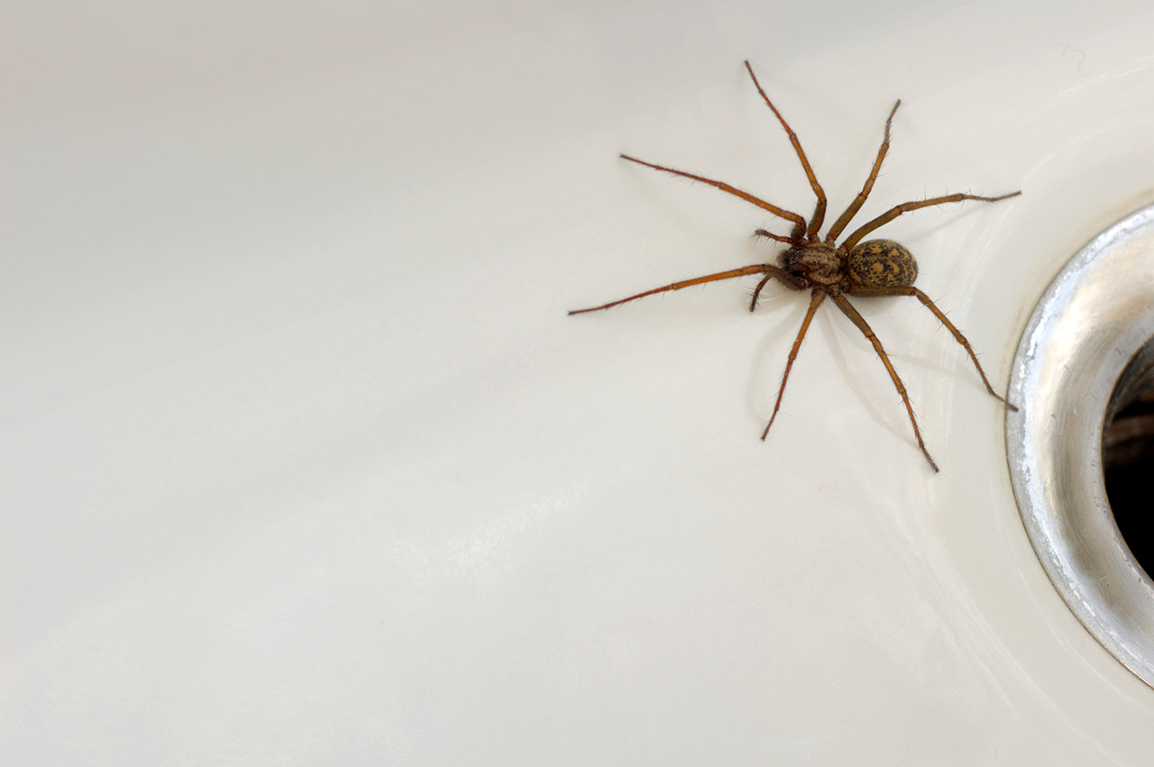 8 Facts About the Common House Spider