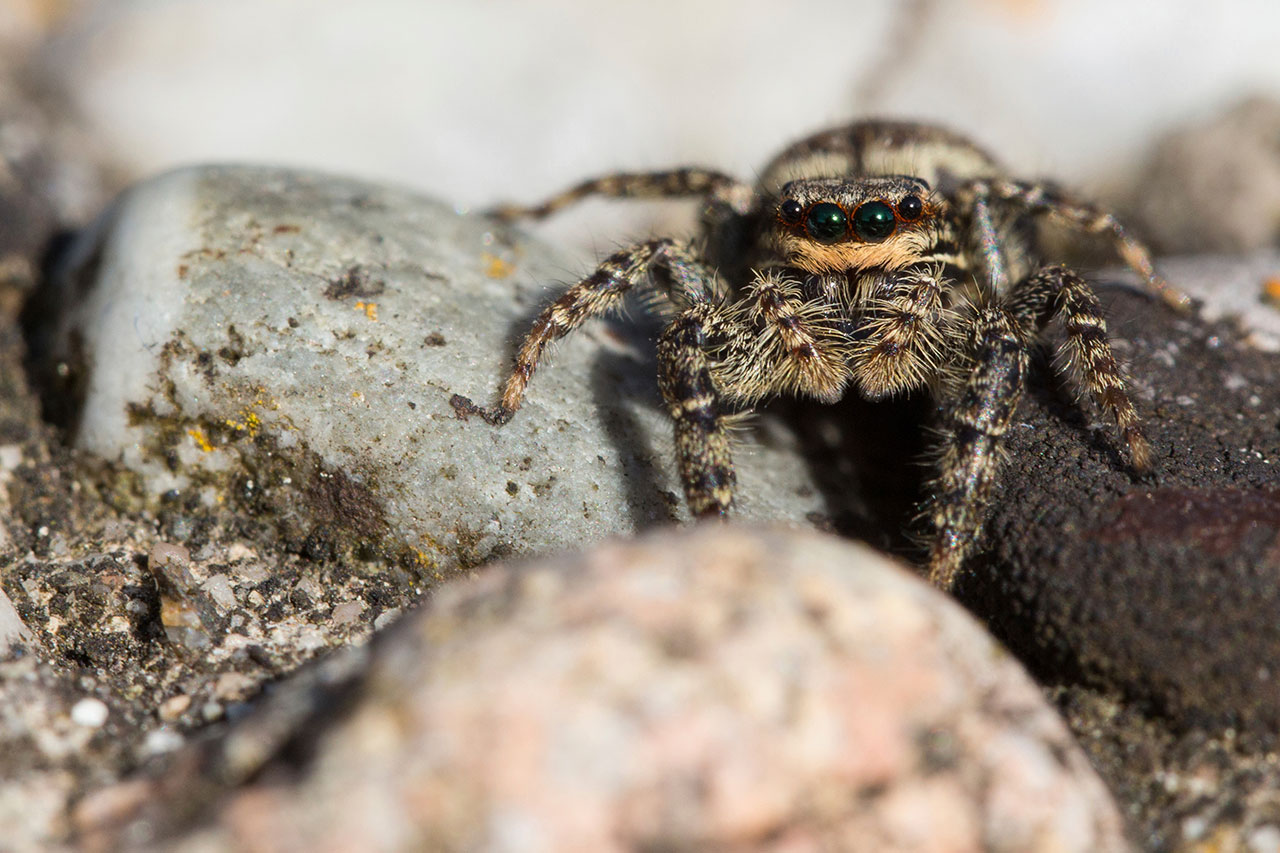 Jumping Spiders | Catseye Pest Control