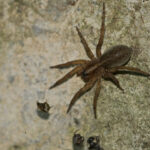 large brown-colored wolf spider on a gray cement wall