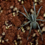 gray and brown-colored wolf spider on a brown shag carpet