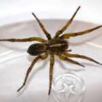 dark and light brown-colored wolf spider in a clear dish