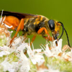 Digger Wasp on flower